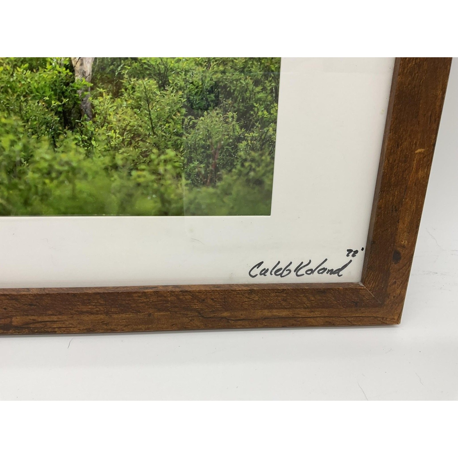 Caleb Koland Deer Wildlife Landscape Photo Print Framed Vintage Signed Wall Art