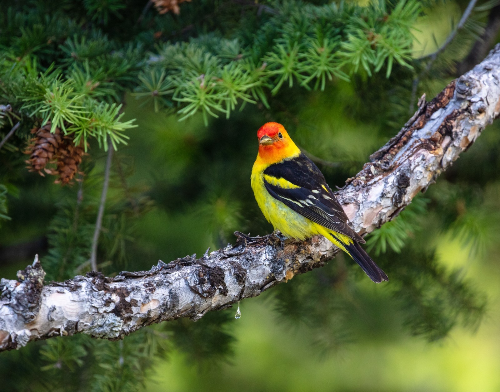 Western Tanager Perched on Branch 11×14 Photograph Print 11″x14″