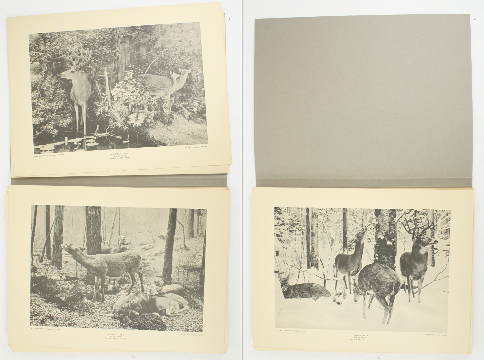 1927 Carl Akeley Photo Set Field Museum Natural History IL Taxidermy & Sculpture