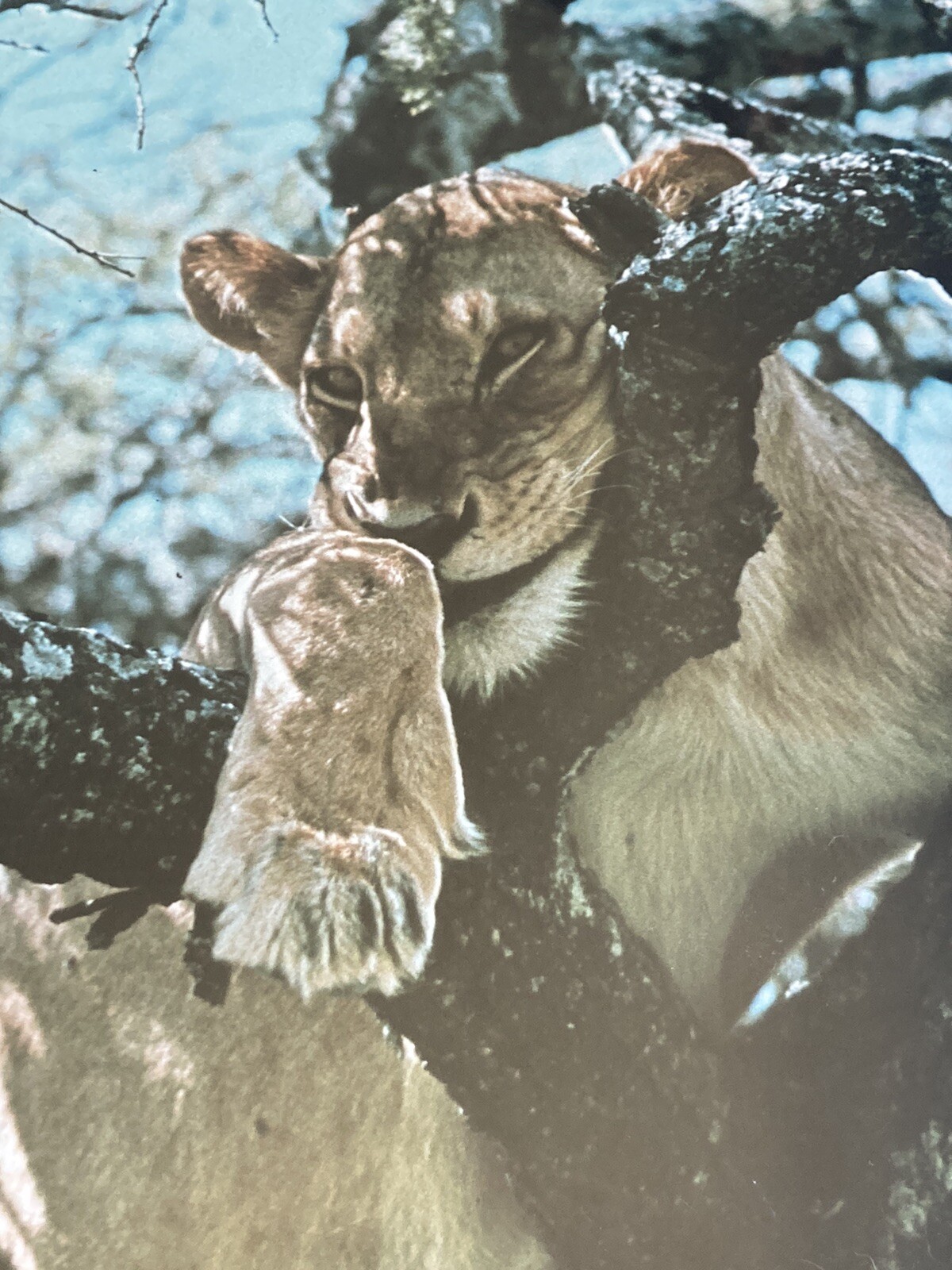 RARE Photographer Signed Limited Edition Photograph Print 1974 Lazy Lioness EUC!
