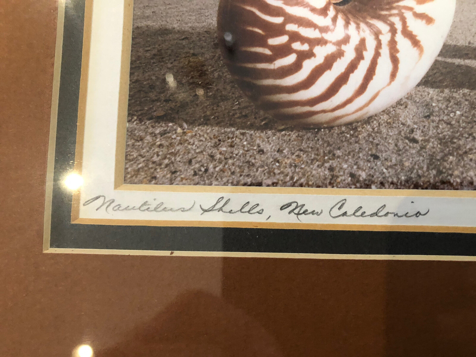 ORIGINAL Kjell B. Sandved NAUTILUS SHELL ART PHOTO Hand Signed L.E. Triple Mat