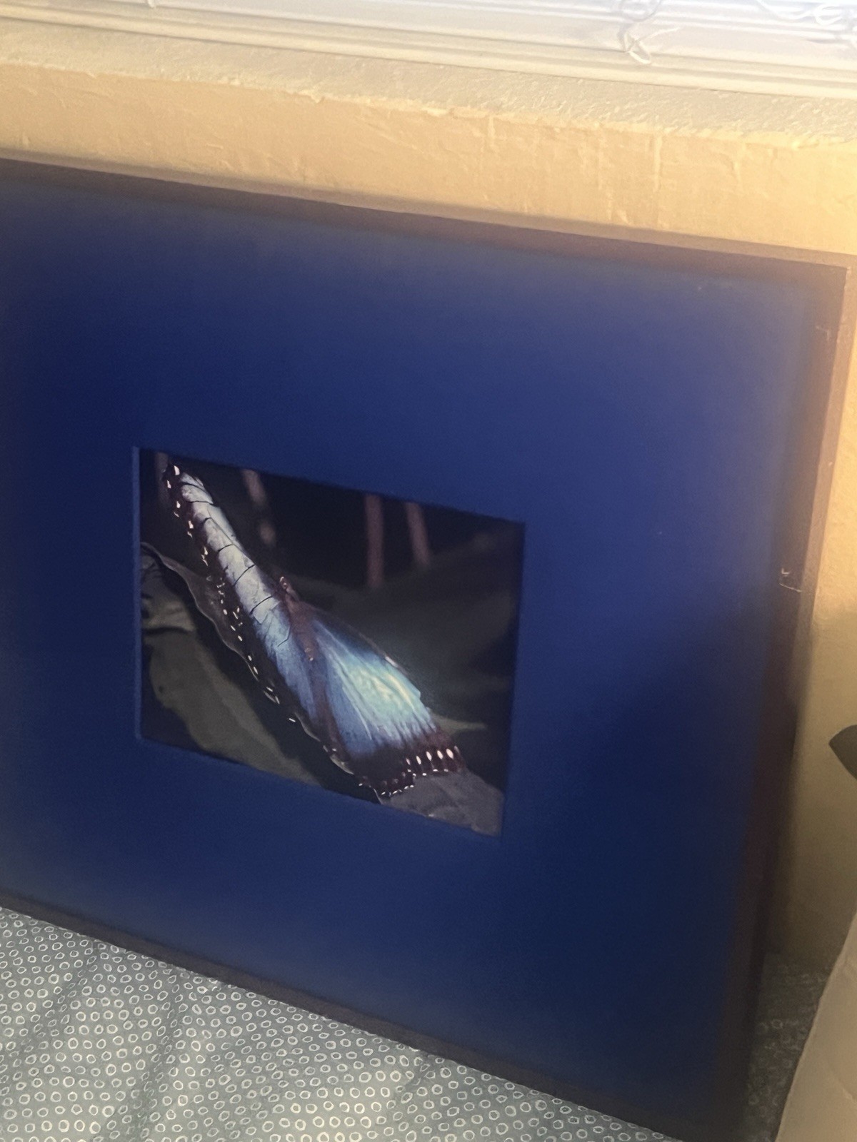 Rare Chelsea Framed Matted Color Butterfly Wing Photo, Nature Landscape art