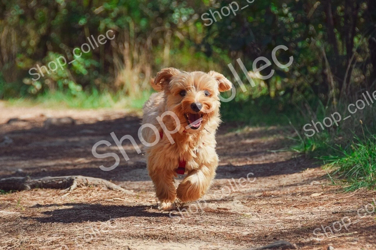 Photo JPG background Picture Scene of a dog runs in nature