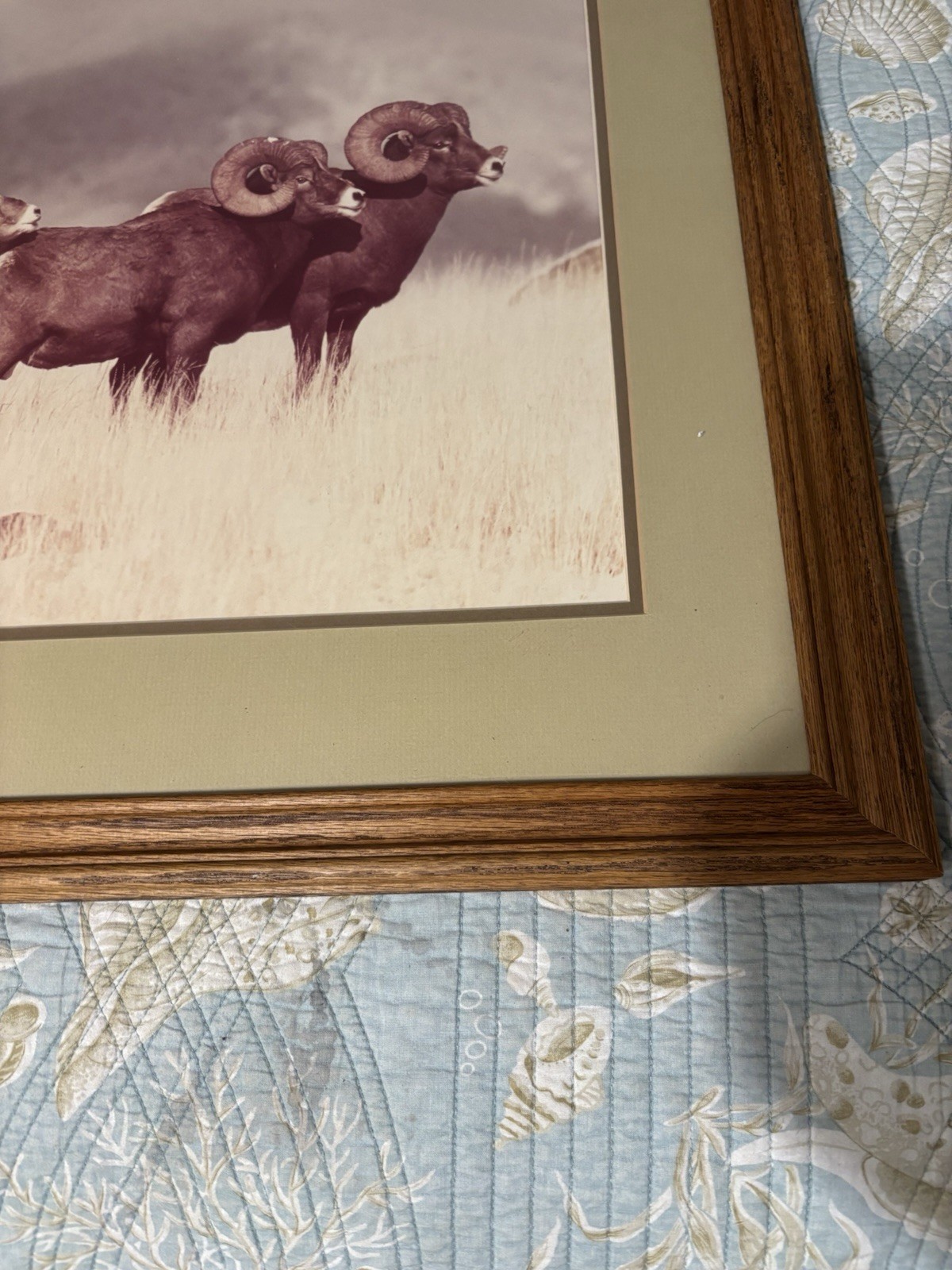 Bighorn Trio By William Ervin Natural Imagery