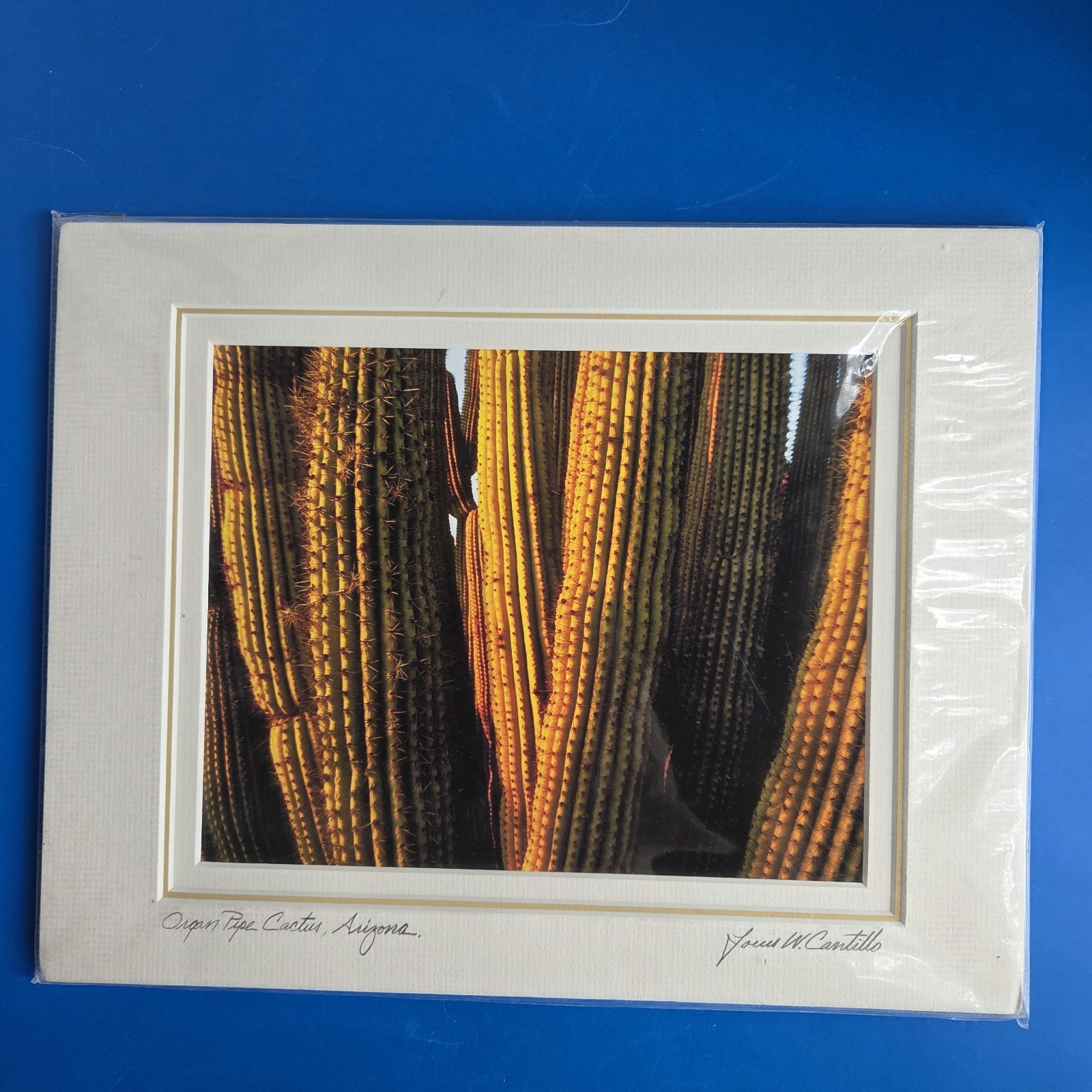 Louis Cantillo ORGAN PIPE CATUS Signed Photo Arizona Matted Mounted 14 x 11 New