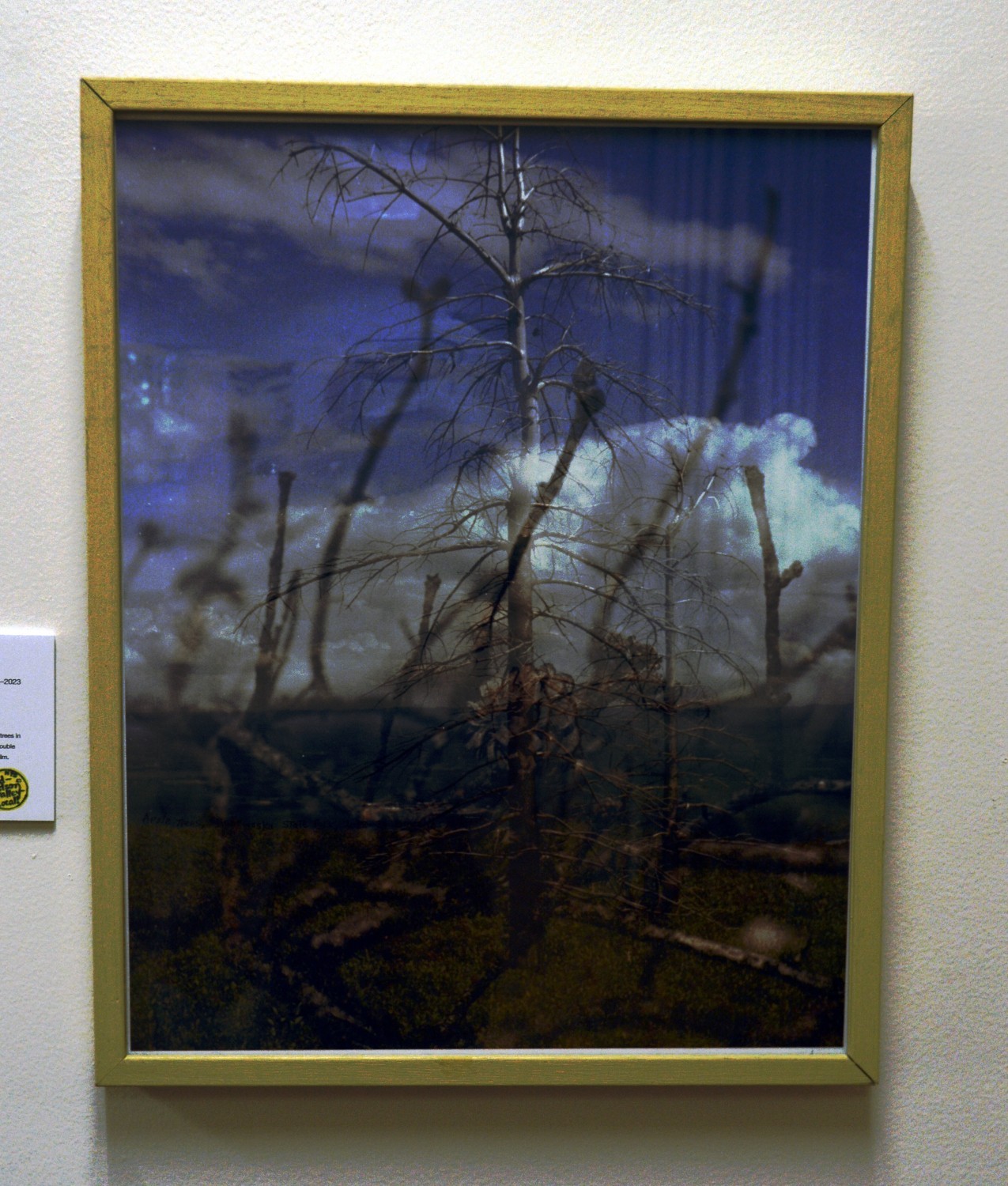 High Point Trail, Apple trees, New Paltz, NY, 16 x 20in, Art photo by Mel Gonz