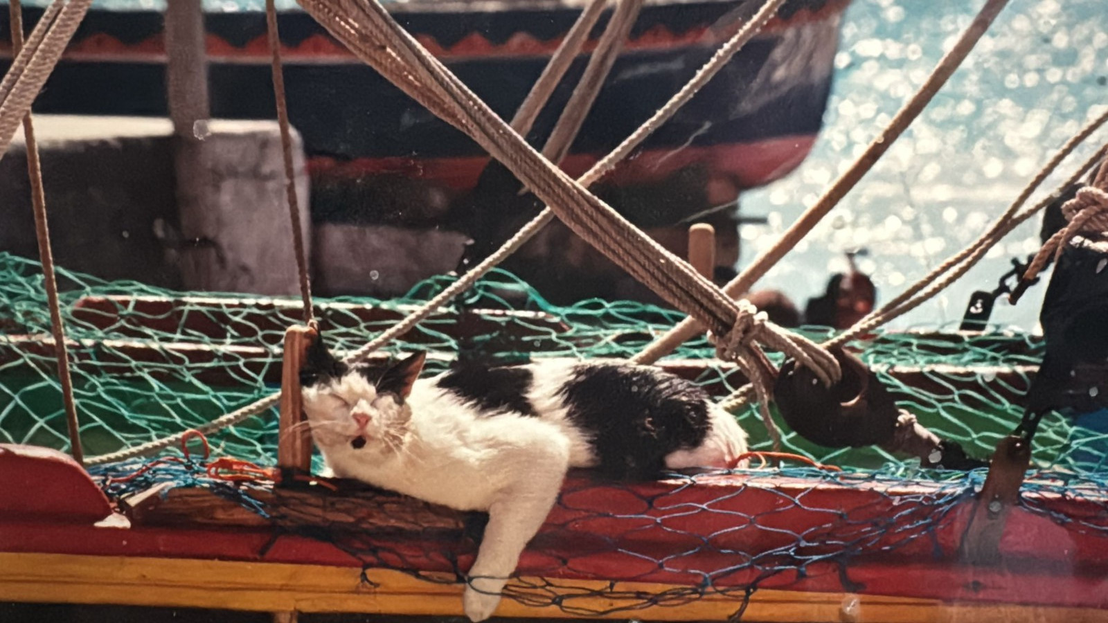 Limited Edition #126/350 Cats Life Italy Photo Signed 11×14 Matted Art Cat