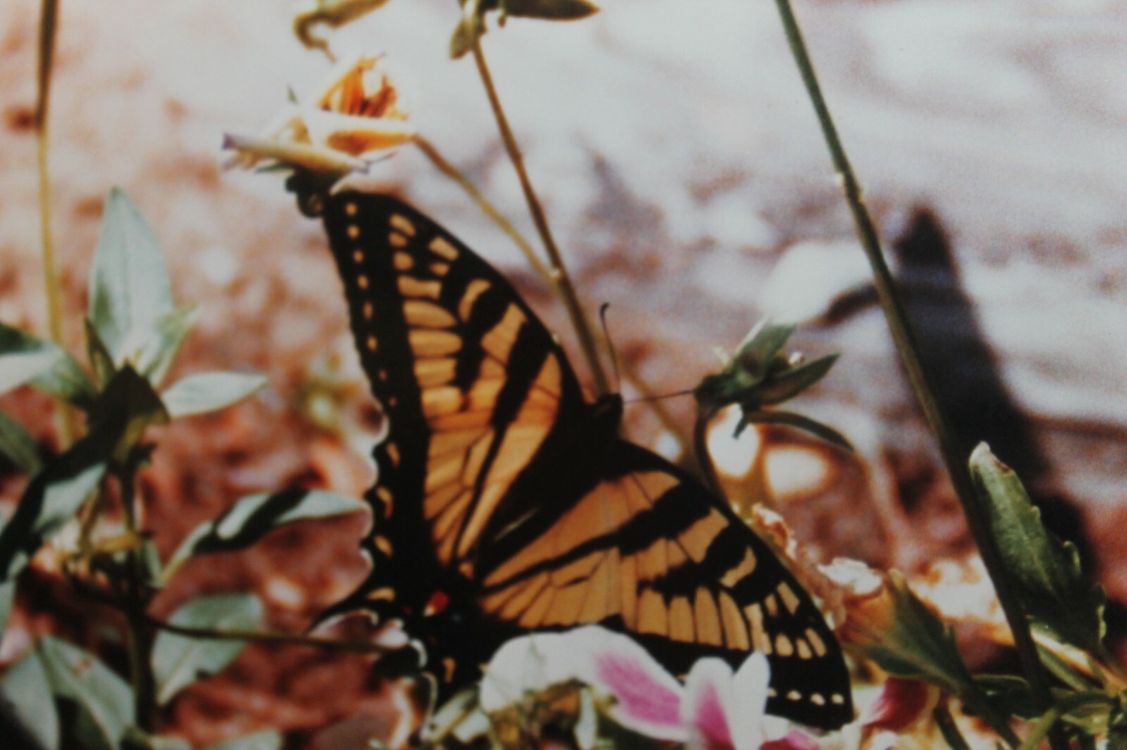 Vintage Signed 8×12 Photo W. Beebe East Tennessee Butterfly