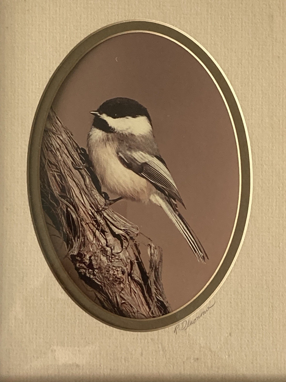 Rick Denomme Bird Photography Set of 4 Framed Cardinal Chickadee Titmouse Signed