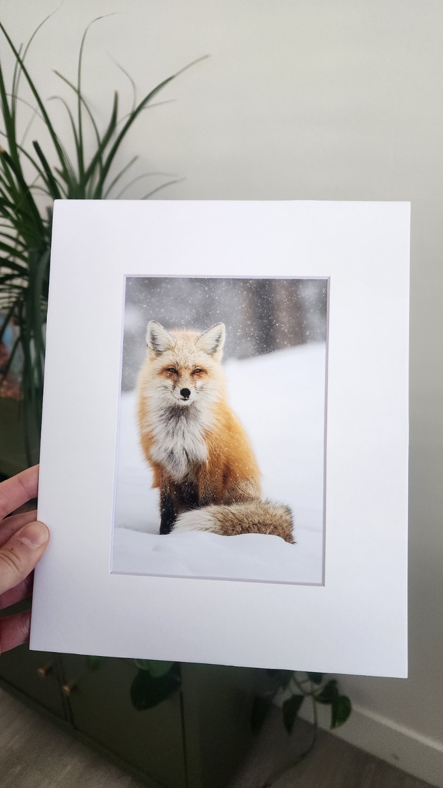 Red Fox in the Snow Original Fine Art Wildlife Photography Print by Rey Kifuri