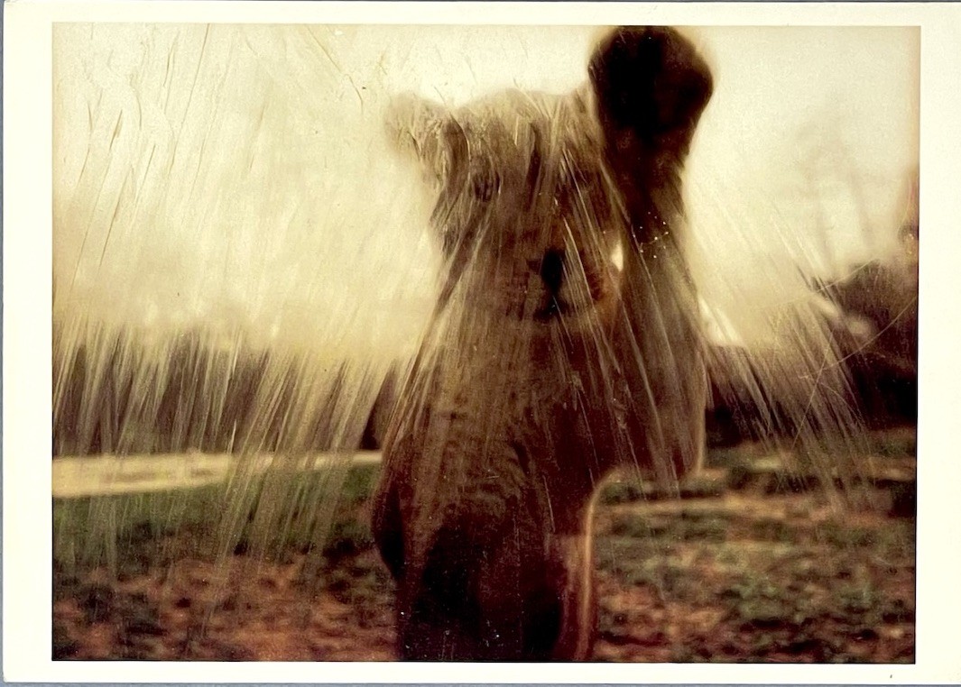 Lioness In Baltimore 1986 Art Print Card Photo Jacqueline Hayden Fotofolio 4”x6”