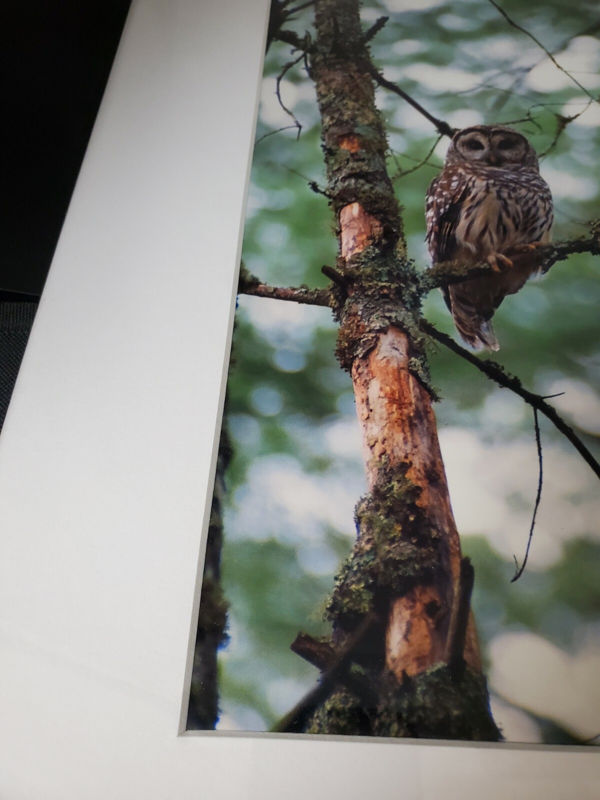 Vintage Kendall Chiles Signed Wildlife Photograph Owl Matted Unframed Tennessee