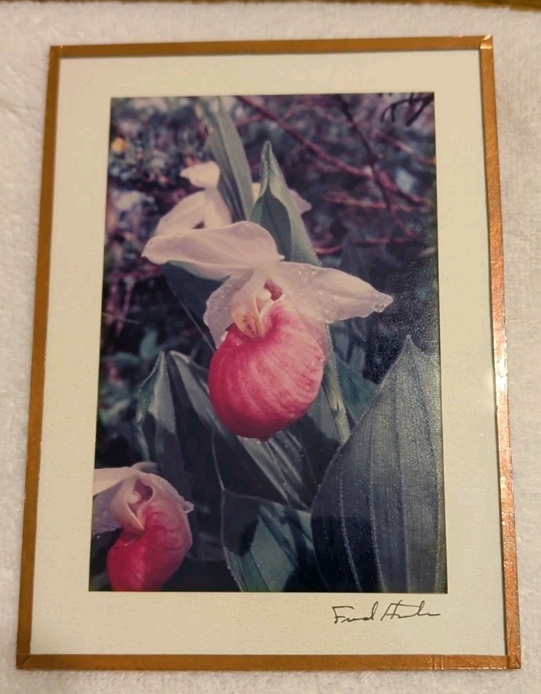 Vtg Fred Horton Photography of Ladyslipper in Copper Frame Signed 5x7in