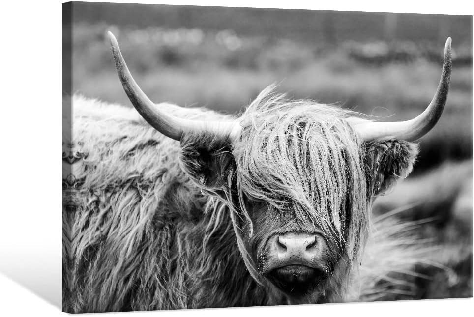 Highland Cow Photography Wildlife Portrait Picture Black and White Closeup An…