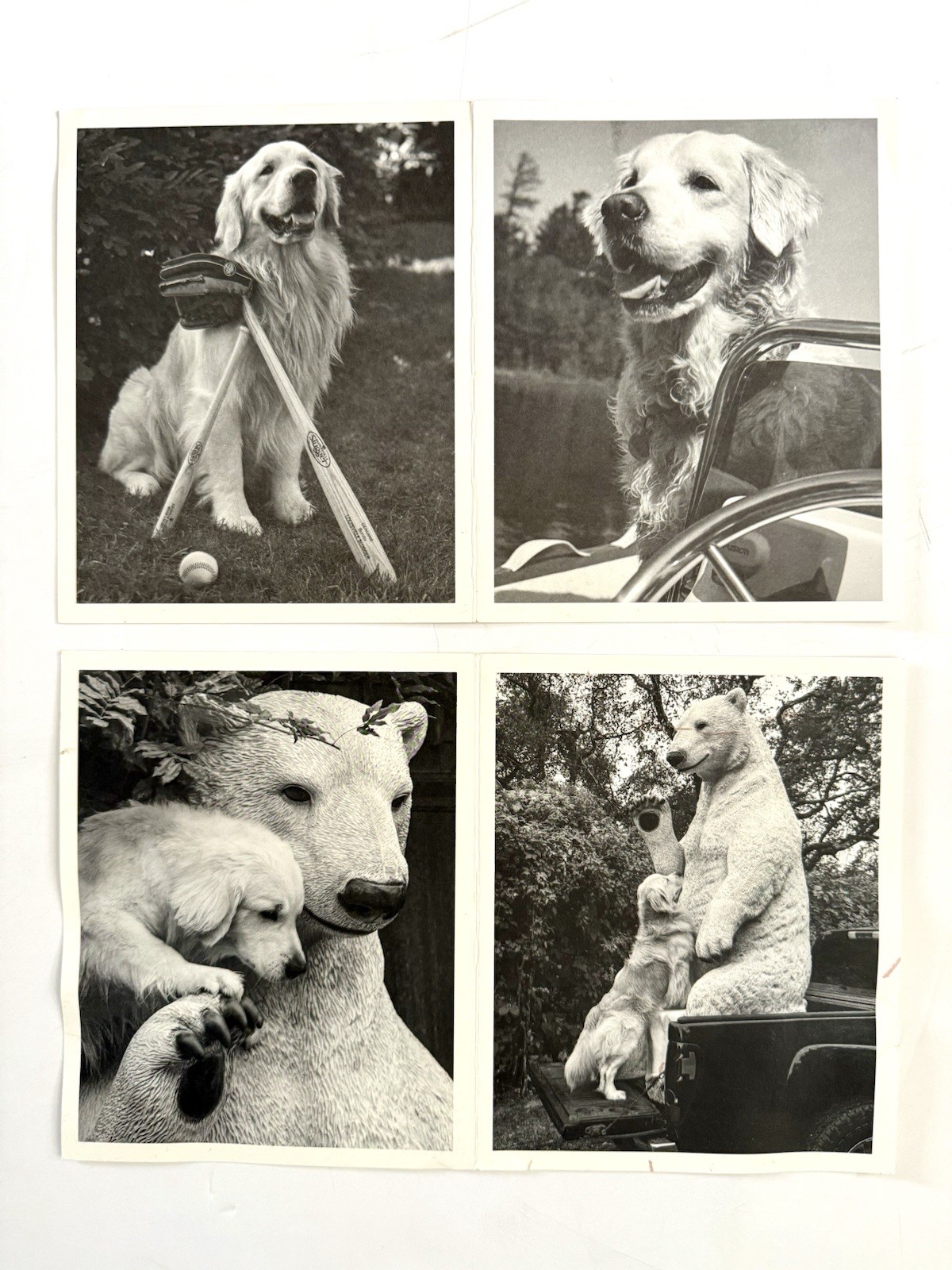 Pair of Bruce Weber Original SIGNED Cards Photographs 2016 & 2019 Dogs Rare