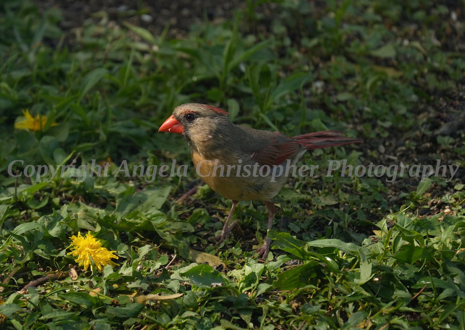 Original ACEO photo fine art print 2.5×3.5 in FEMALE CARDINAL ON GROUND red bird