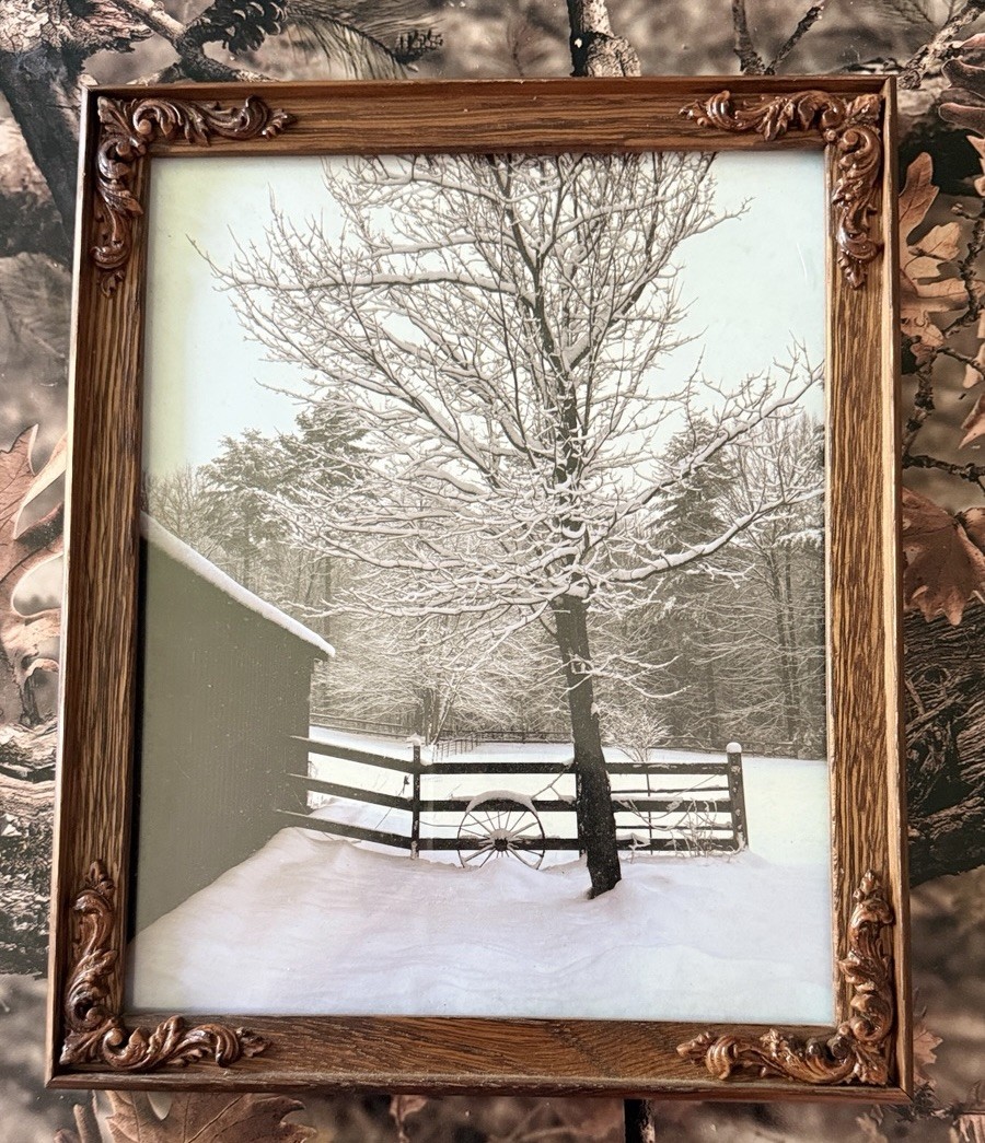 Original photograph, ‘Winter Maple’ by Serene Scenes in Maine, 8×10
