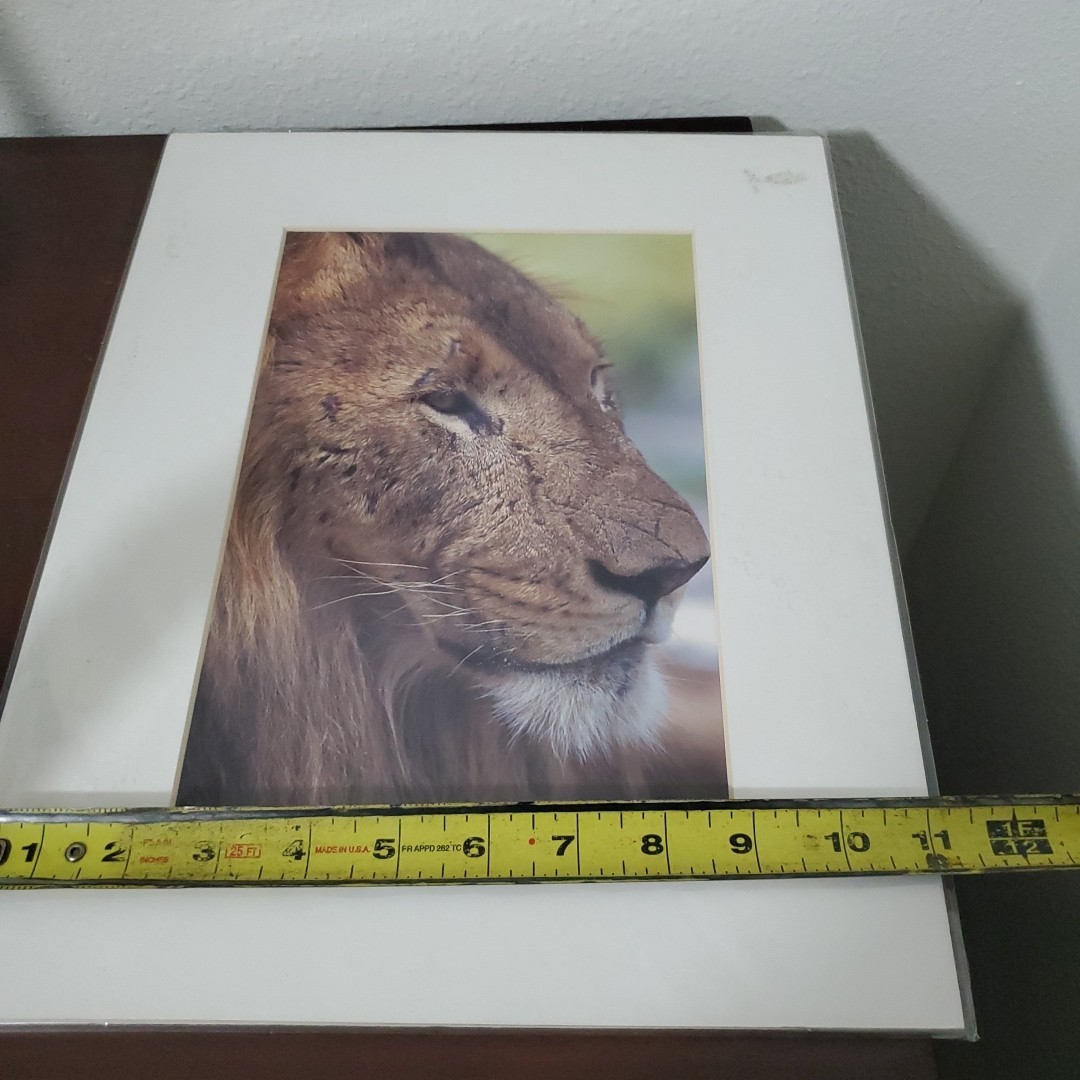 Brian K. Neely Photograph Of a Lion Signed 160/200 W Certification