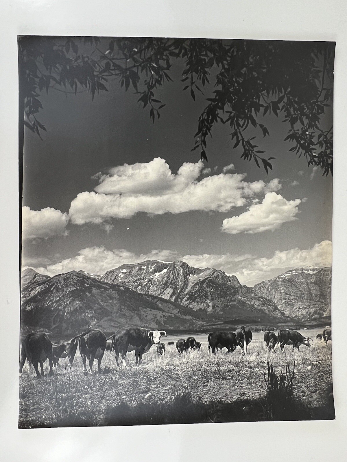 Vintage Large Black & White Photography Print Cattle Ranch Western Cowboys Rural