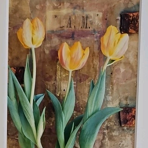 Lenny Lyons Bruno Art Photograph Yellow Tulips Still Life Matted 11×14