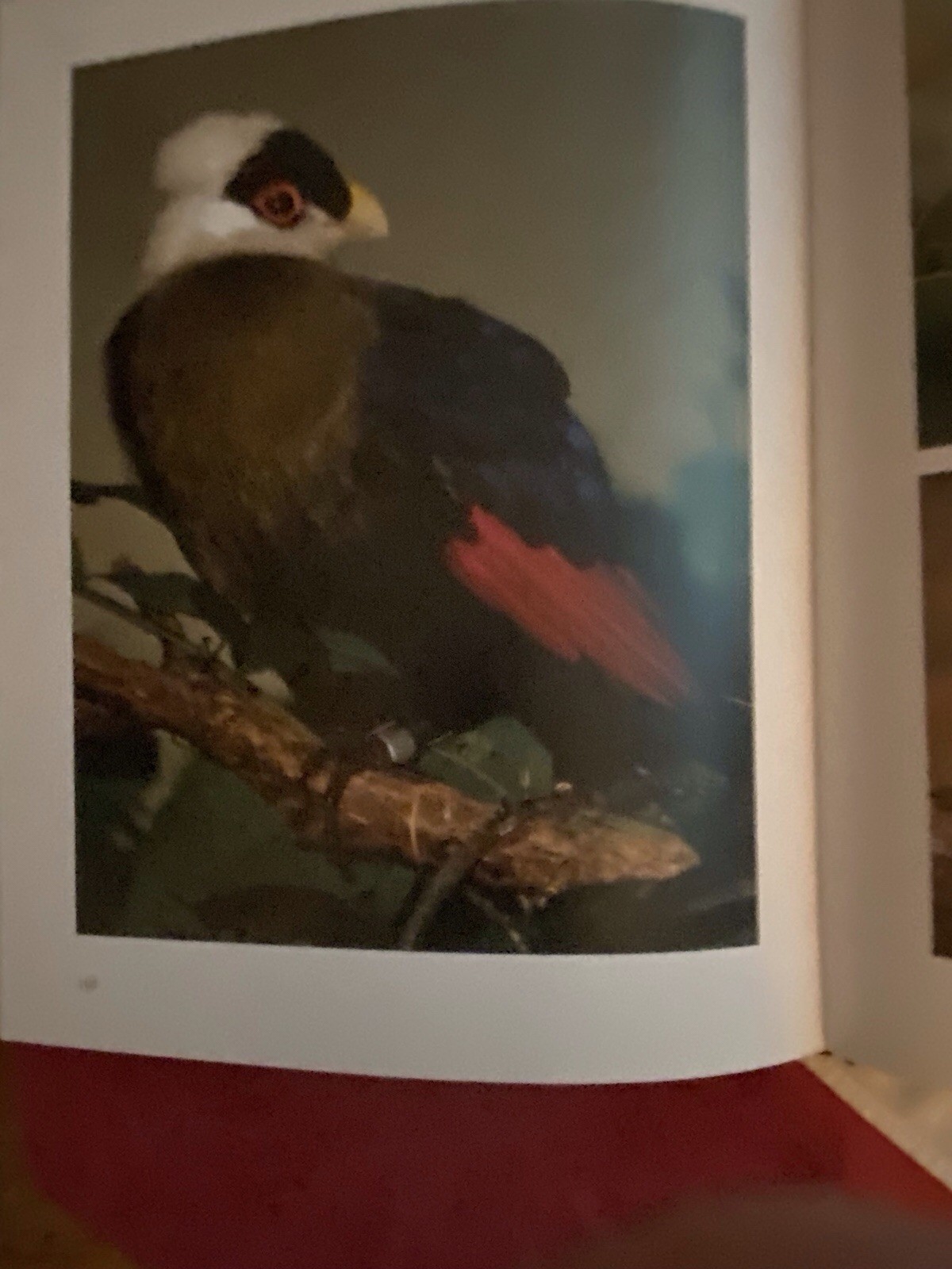 Art & Photo’s Of The World’s Formost Birder, Roger Tory Peterson – Excellent