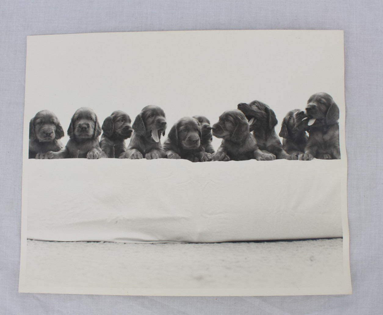 Vintage Puppies Black and White Photograph 8×10 Dog Litter Cute Wall Art Decor
