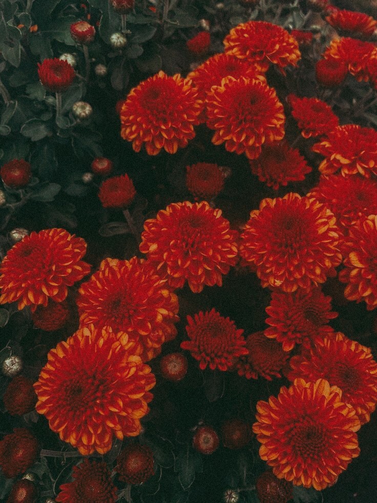 Marigold Flower Photography Print – Nature Home Décor, 5×7