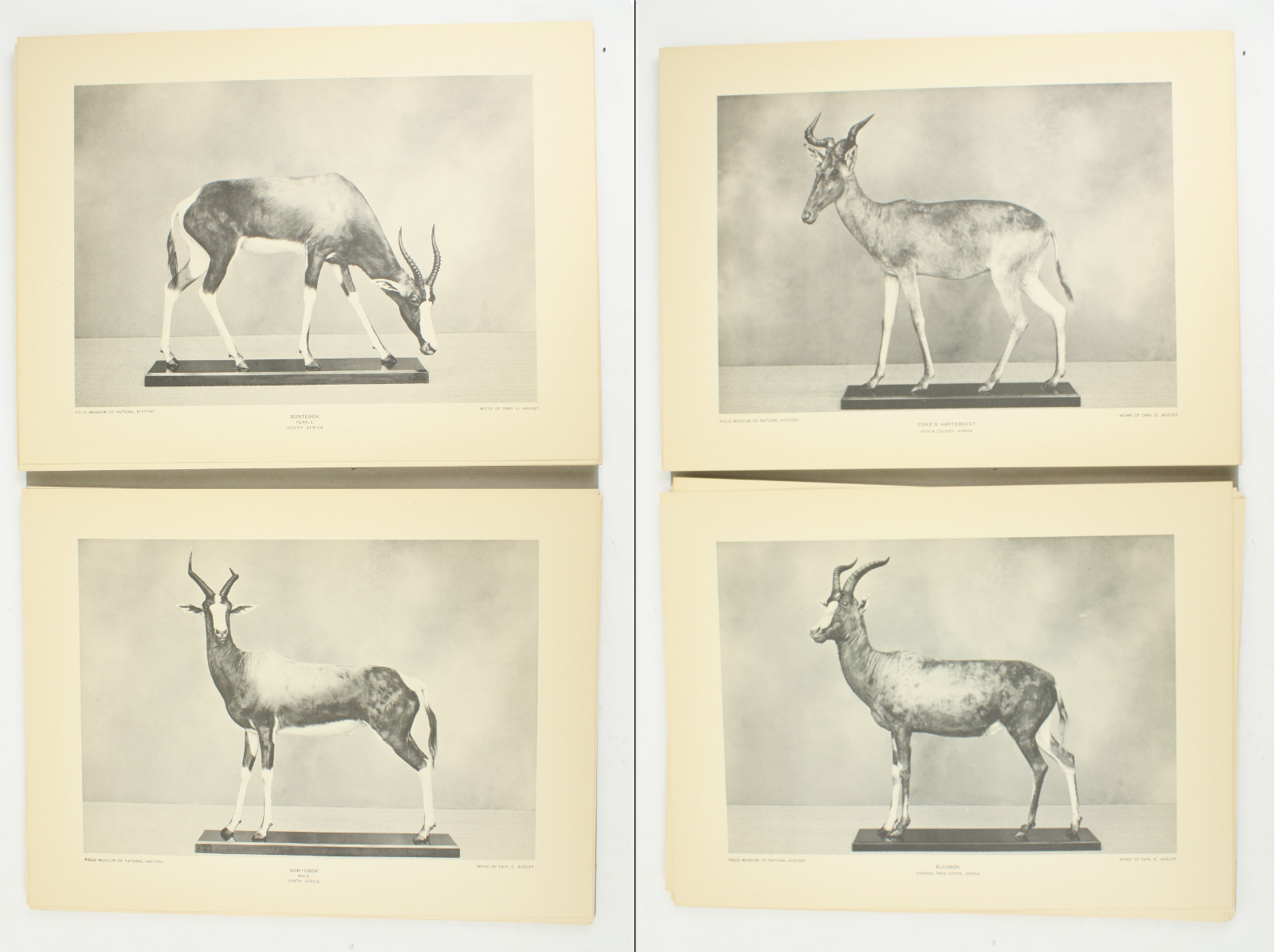 1927 Carl Akeley Photo Set Field Museum Natural History IL Taxidermy & Sculpture