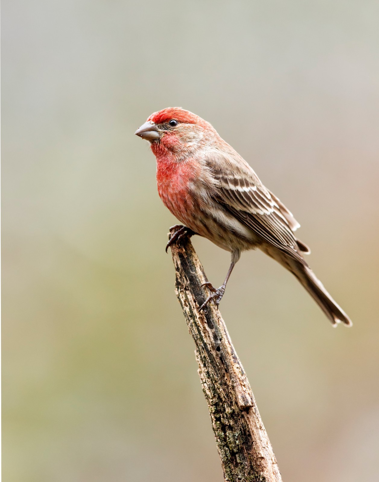 House Finch Bird 11×14 Photograph Print 11″x14″