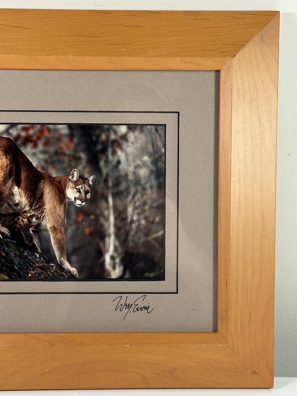 Natural Imagery Signed Photograh William Ervin A Mountain Lion and Kitten Framed