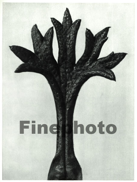 1929 Original BOTANICAL PLANT Flower Germany Photo Gravure Art ~ KARL BLOSSFELDT