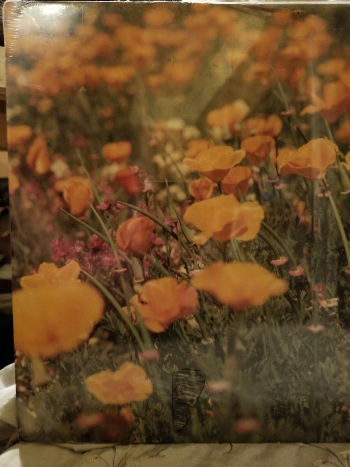 VTG Photograph in Plastic of a Field of California Poppies by Walter Arrufat R