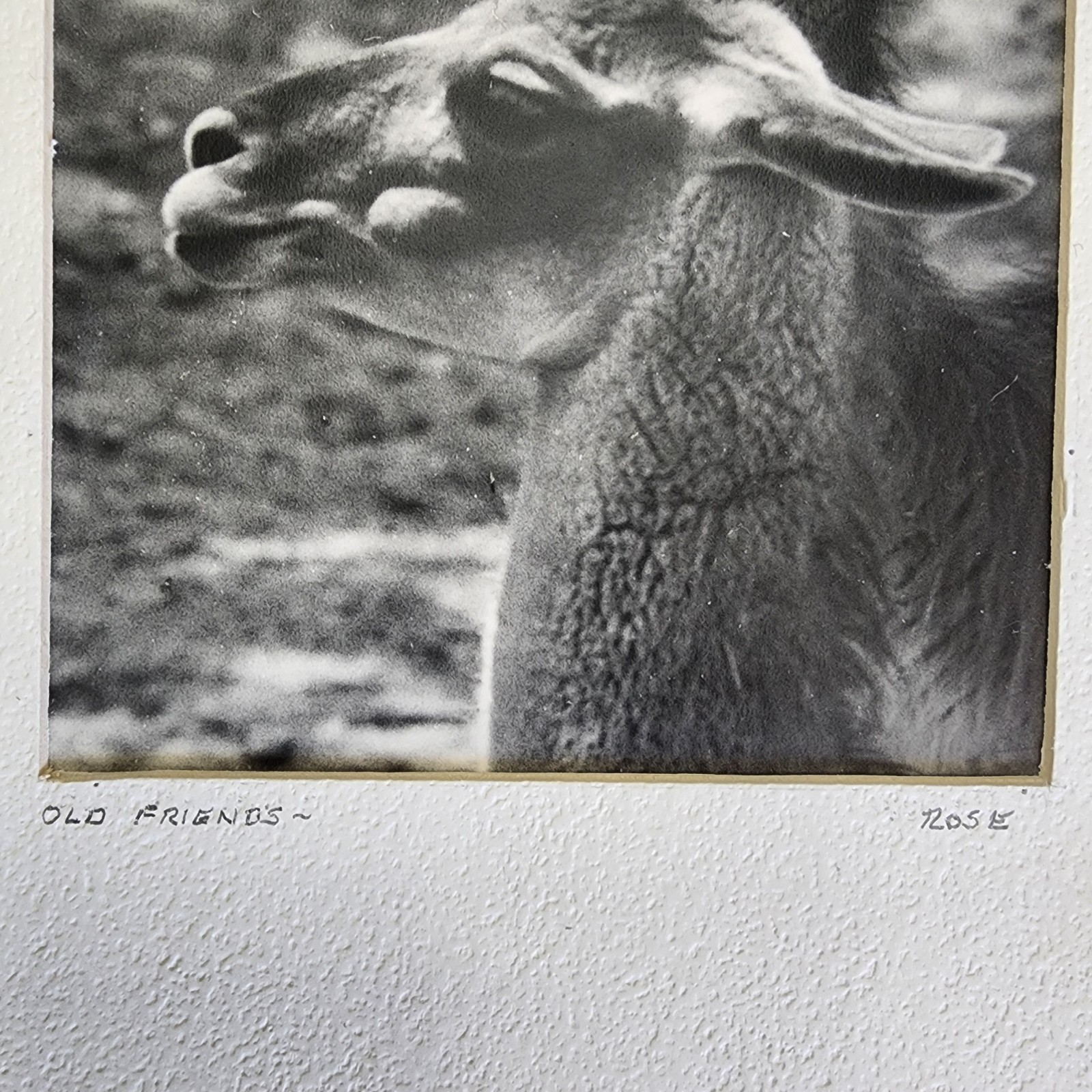 Art Photograph Two Llamas “Old Friends” Signed Rose Arizona Wildlife Photography
