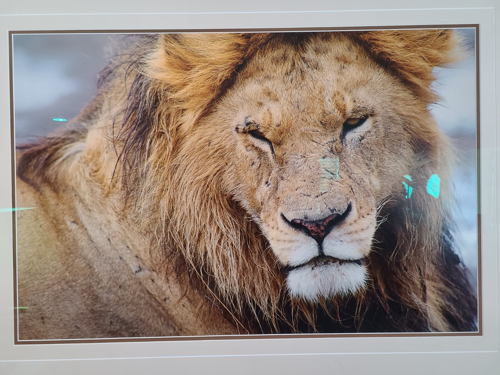Thomas Mangelsen LE 246/2500 The Noble One – African Lion