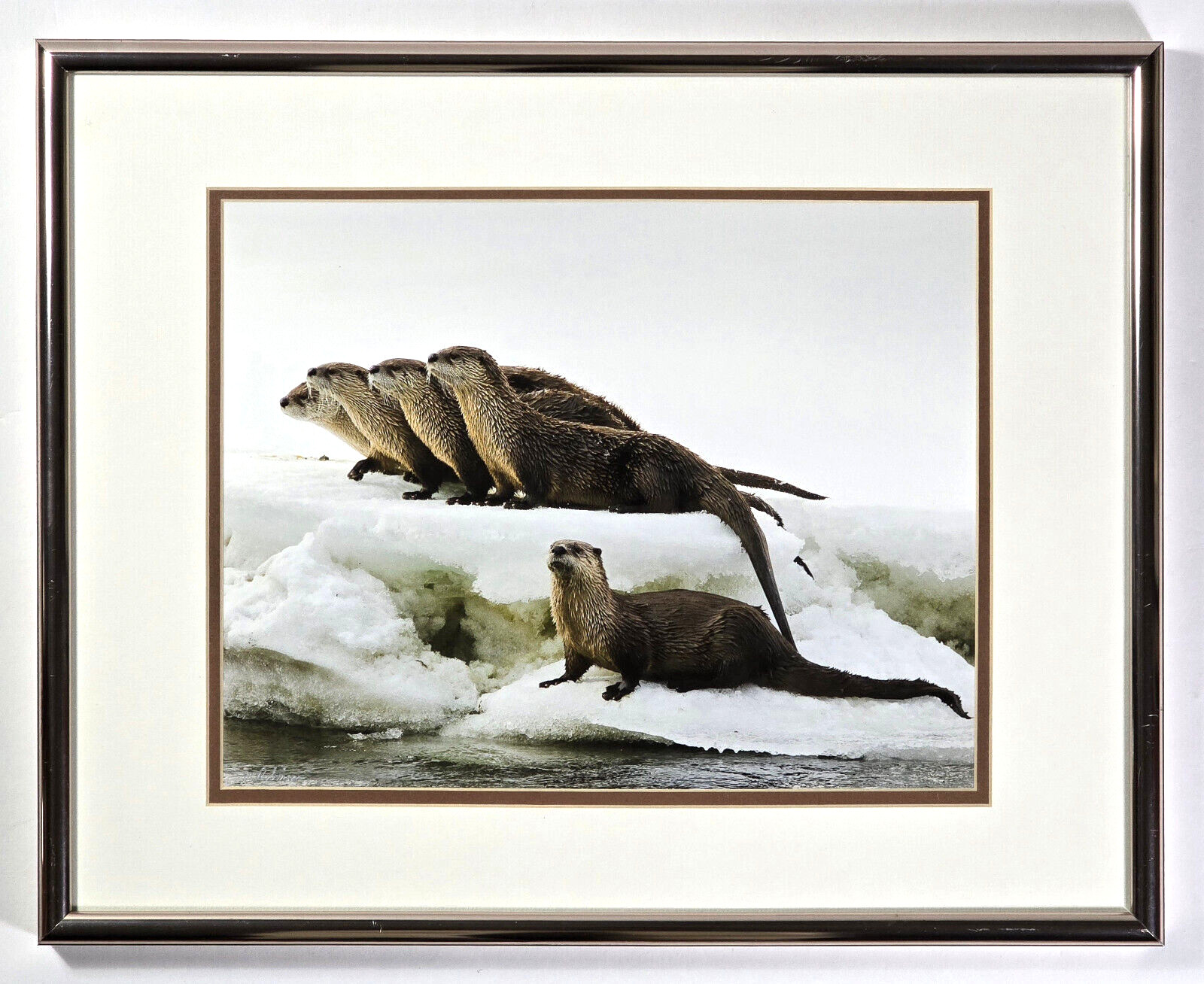 Signed Matted & Framed Award Winning Photograph by Mike Robinson, Romp of Otters