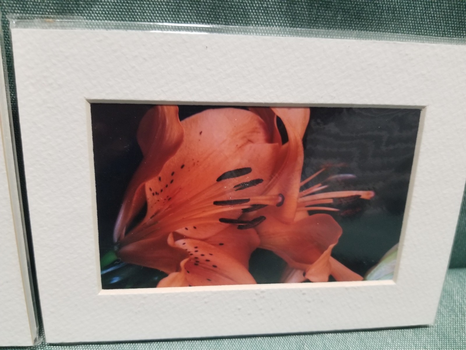 New Lot of 4 Matted 5×7 Photo Fine Art Print spring flower Tulip Yellow Red