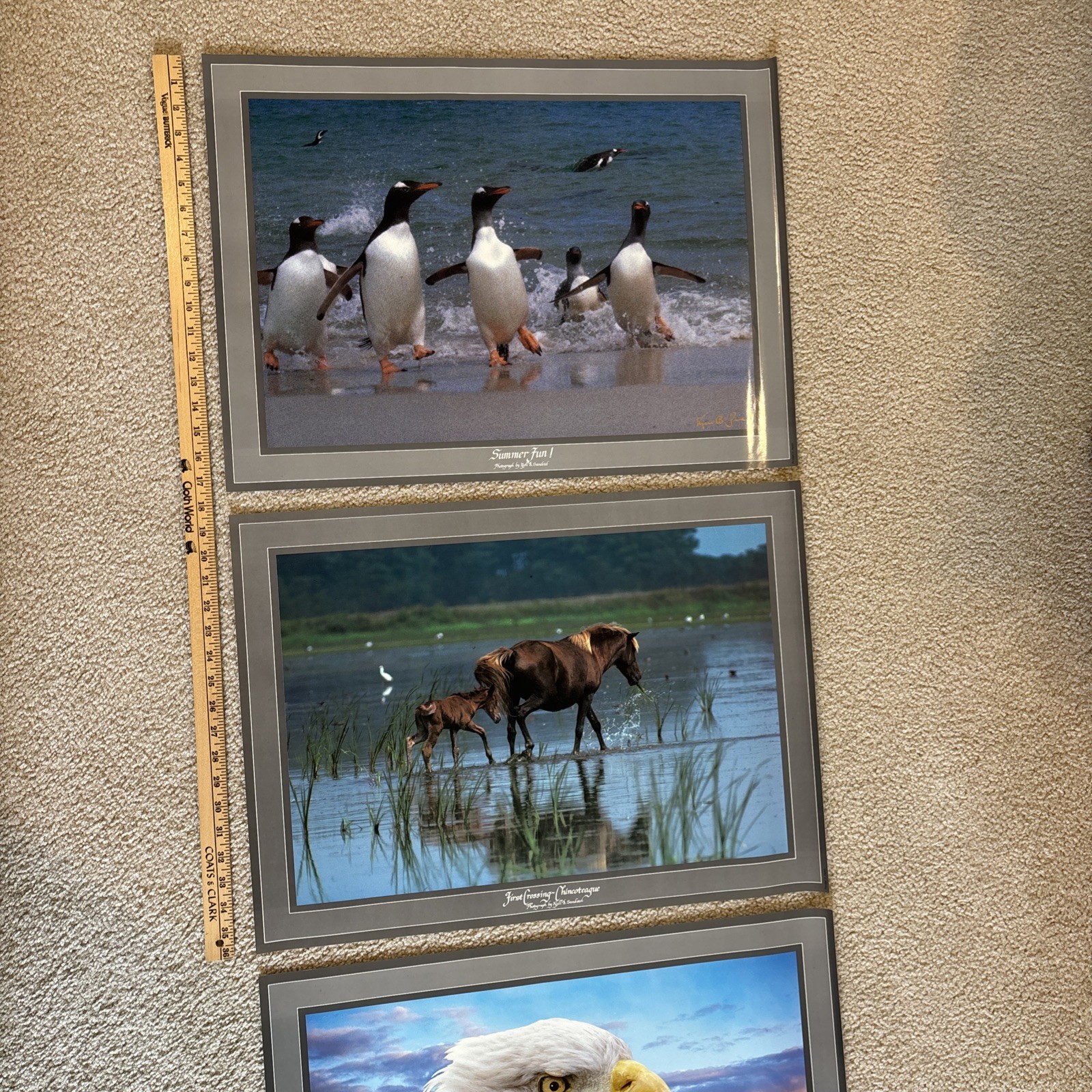 Lot Of 3 Kjell B Sandved Photograph Posters Bald Eagle Wild Horses Penguins
