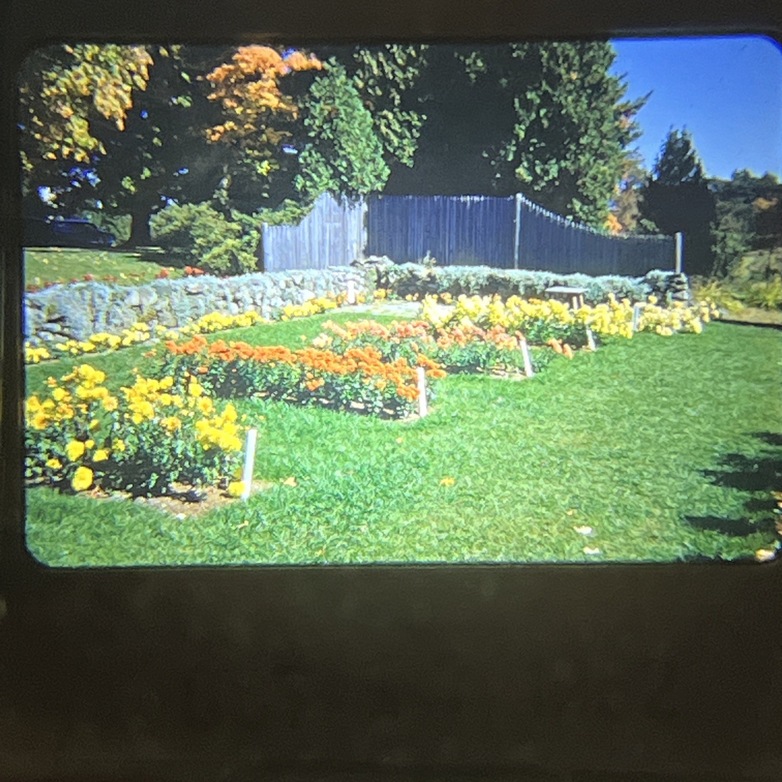 “PRETTY AUTUMN FLOWER GARDEN” 1952 Nature Photography FLORAL FLOWERS COLOR