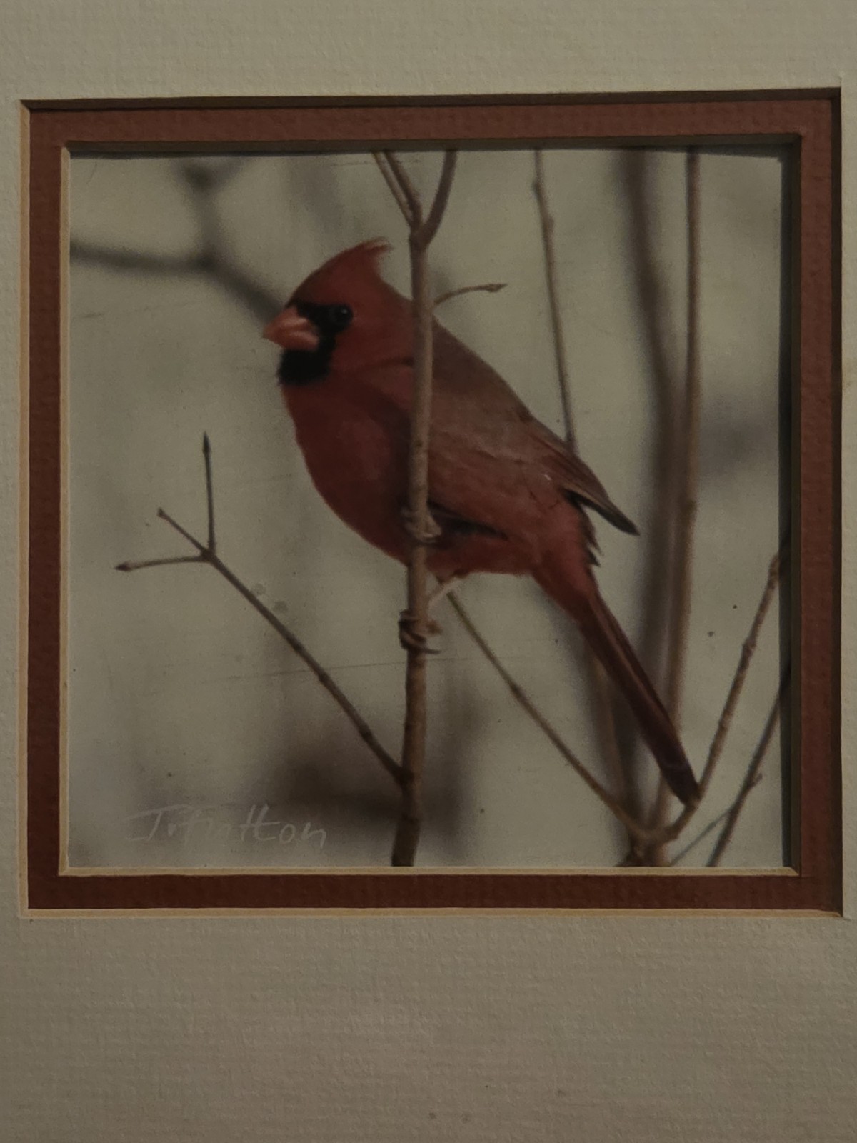 New Sealed John Fulton Original Photo Art Red Cardinal Numbered Signed 1988