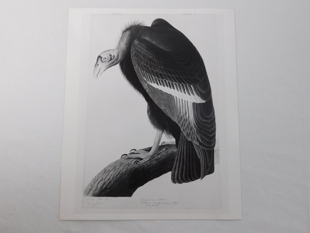 1966 John Audubon Birds America Set 7 Photographs for NY Historical Society Book