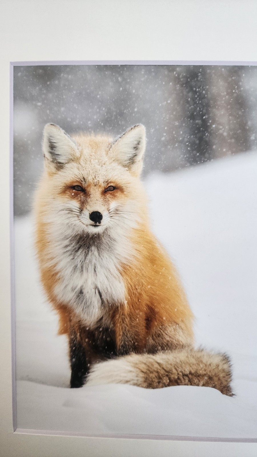 Red Fox in the Snow Original Fine Art Wildlife Photography Print by Rey Kifuri