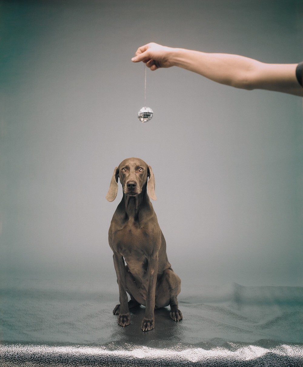 WILLIAM WEGMAN ‘Hypno’, 1988/2022 SIGNED Ltd. Ed. Color Dog Photograph 10″ x 8″