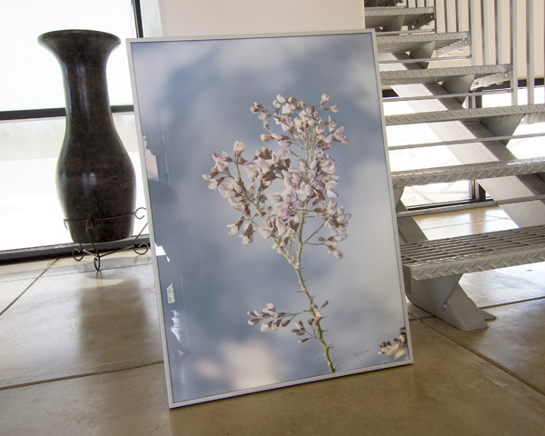 Photography Art Print with Frame of Lavender Wildflower Blossom of Ironwood Tree