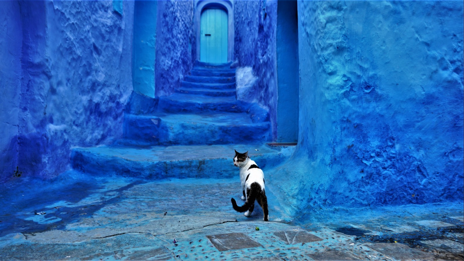 Cat in Blue City on Canvas – Morocco, Africa Travel Pets Dogs Wall Art 16X24