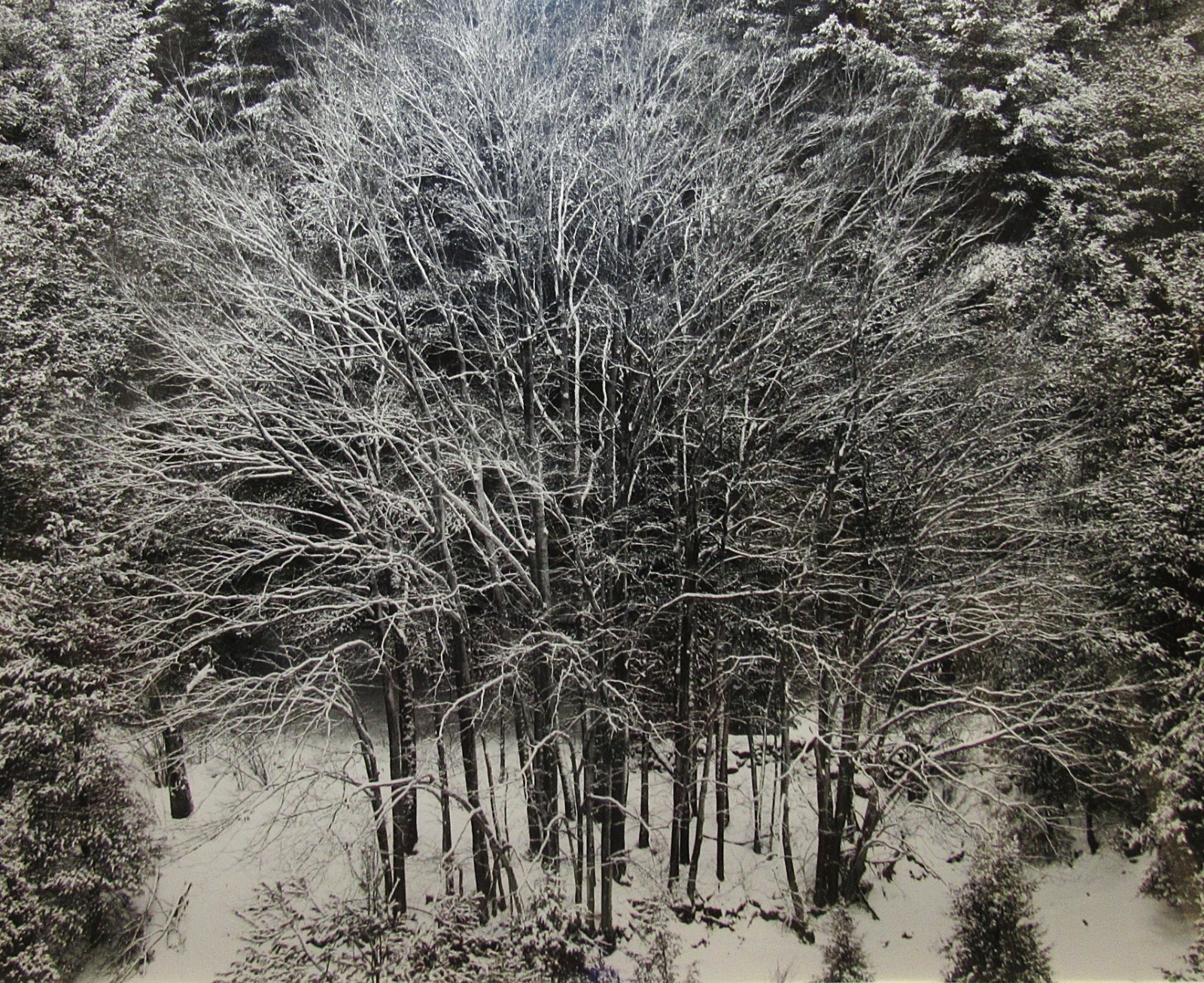 Stephen Gersh Gelatin Silver Print Photograph Trees in Snow Listed Photographer