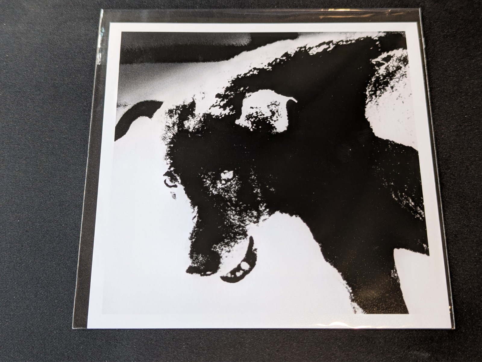 Daido Moriyama – Signed – Stray Dog – Misawa, Japan – Magnum 6″x6″
