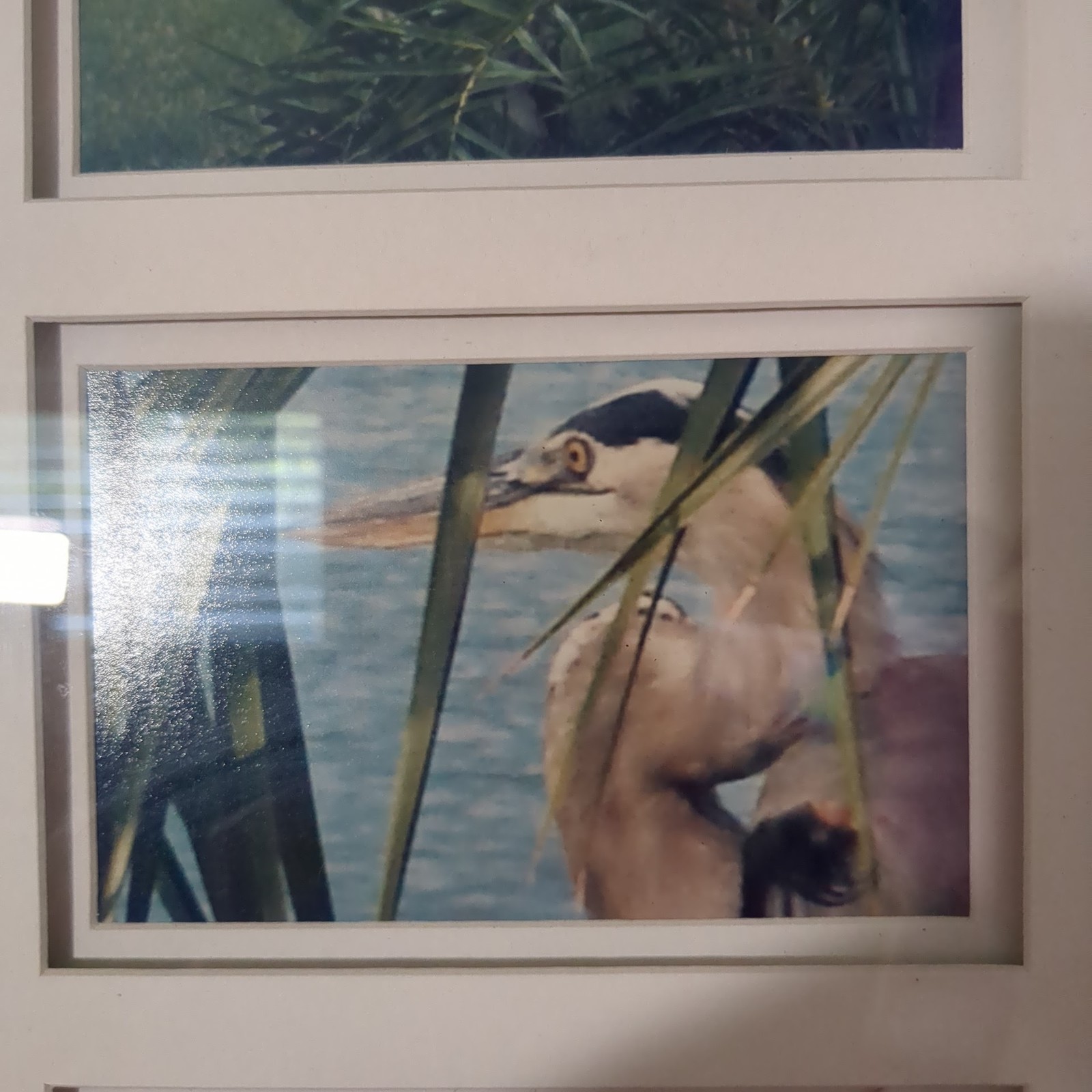 Great Blue Heron Art Prints Framed Signed S. Gooch 2008 Vertical Wildlife Wall