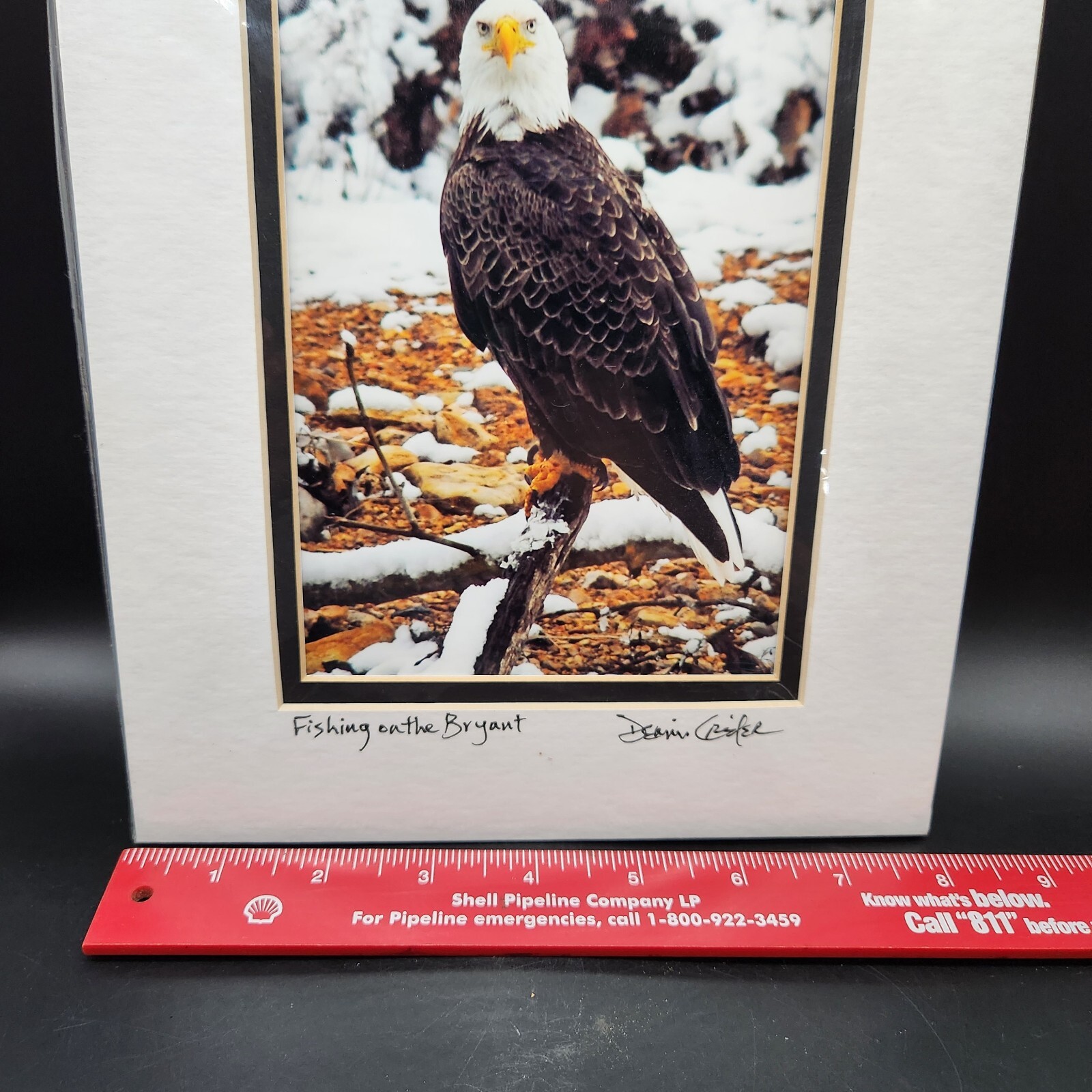 Bald Eagle Print Photo With Double Matte Signed Dennis Crider