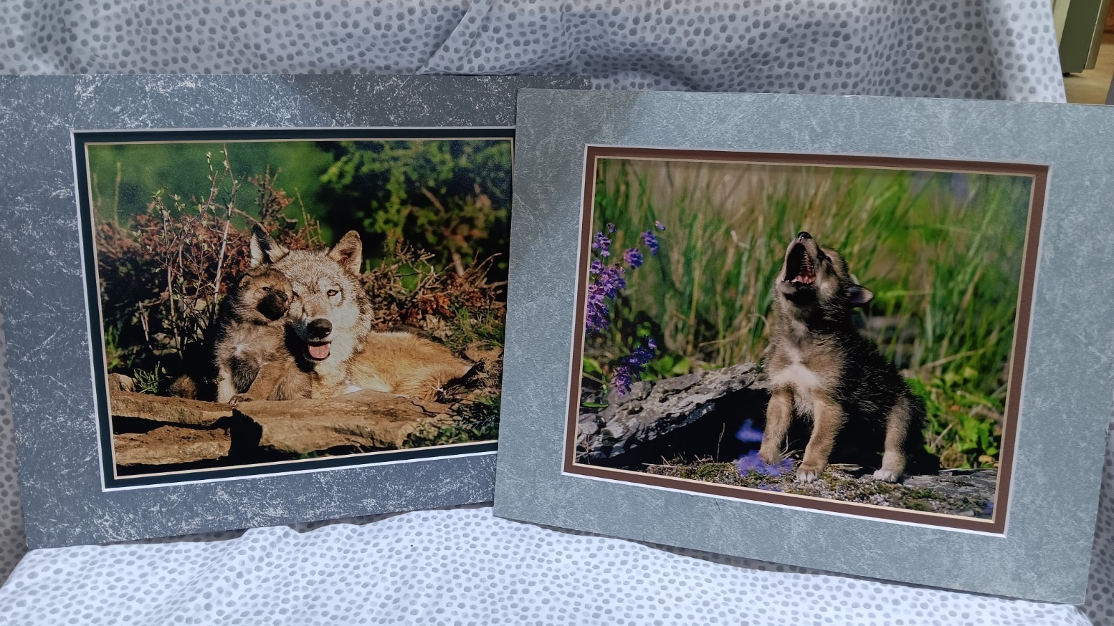 Millcreek Wildlife Reflections Set Photographs Wolves 2 Framed Matte 16.5″x13.5″