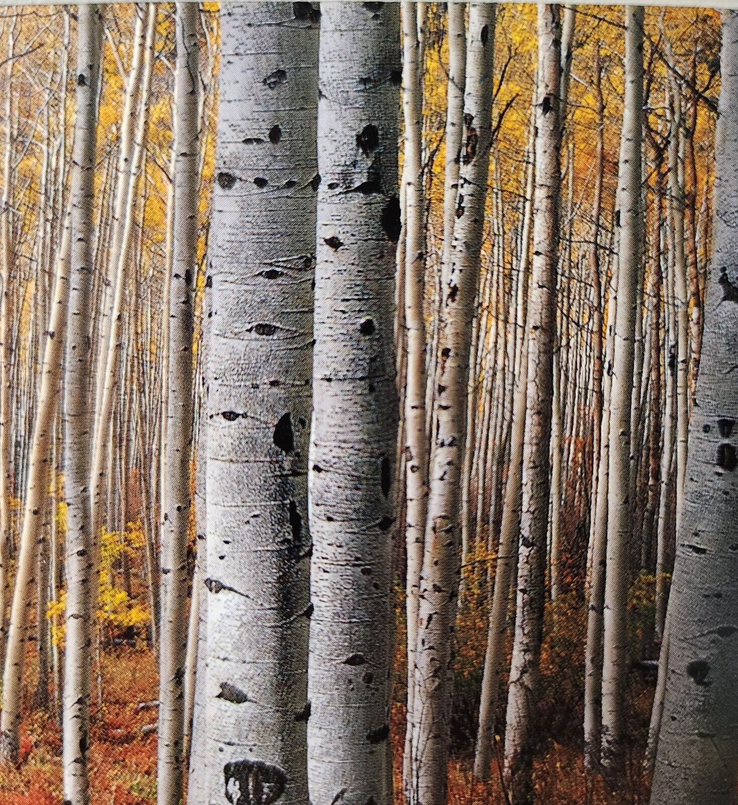 Gary Crandall Photography Aspen Army Print Fall Colors Trees Matted No Frame